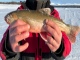 Nieri� (Rautu) 640 g